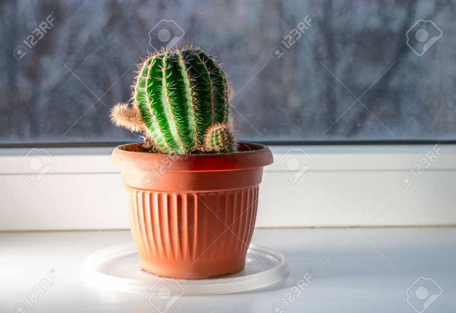 Цветы в глиняных горшках на подоконнике