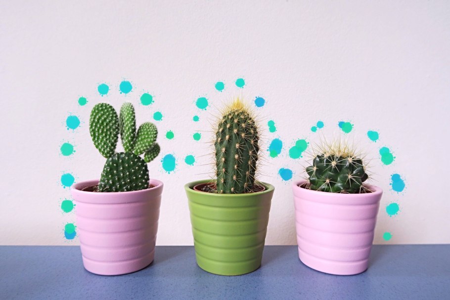 Кактусы в домашних условиях