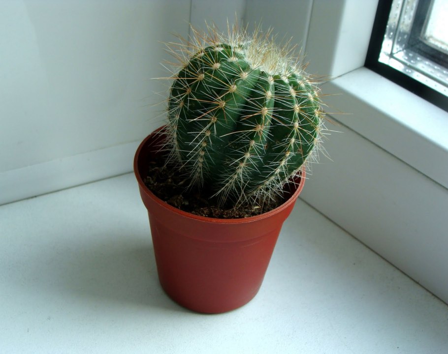 Кактус домашний