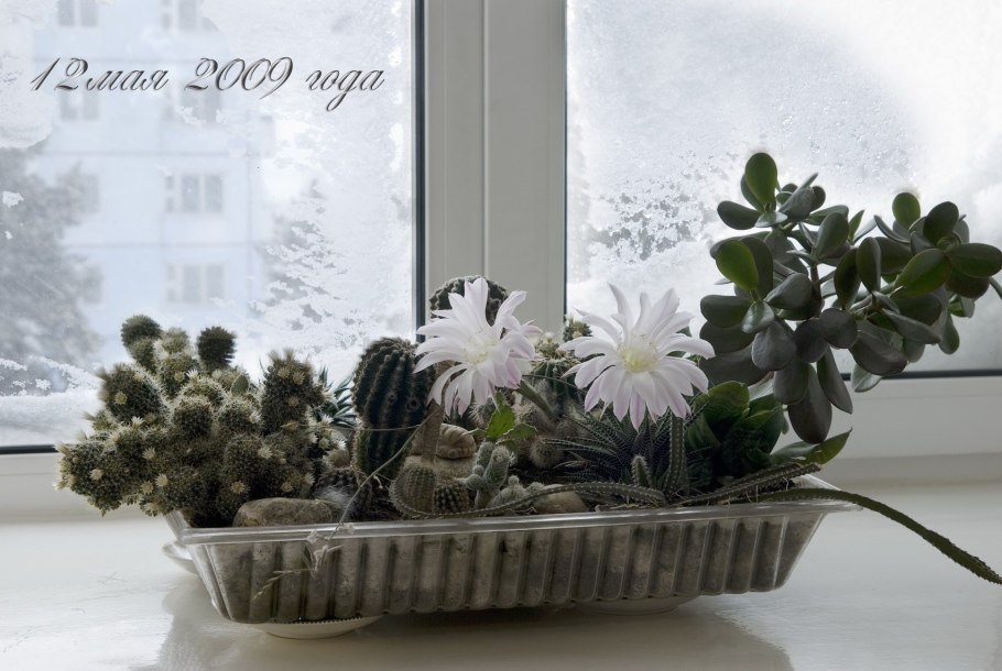 Цветы на подоконнике