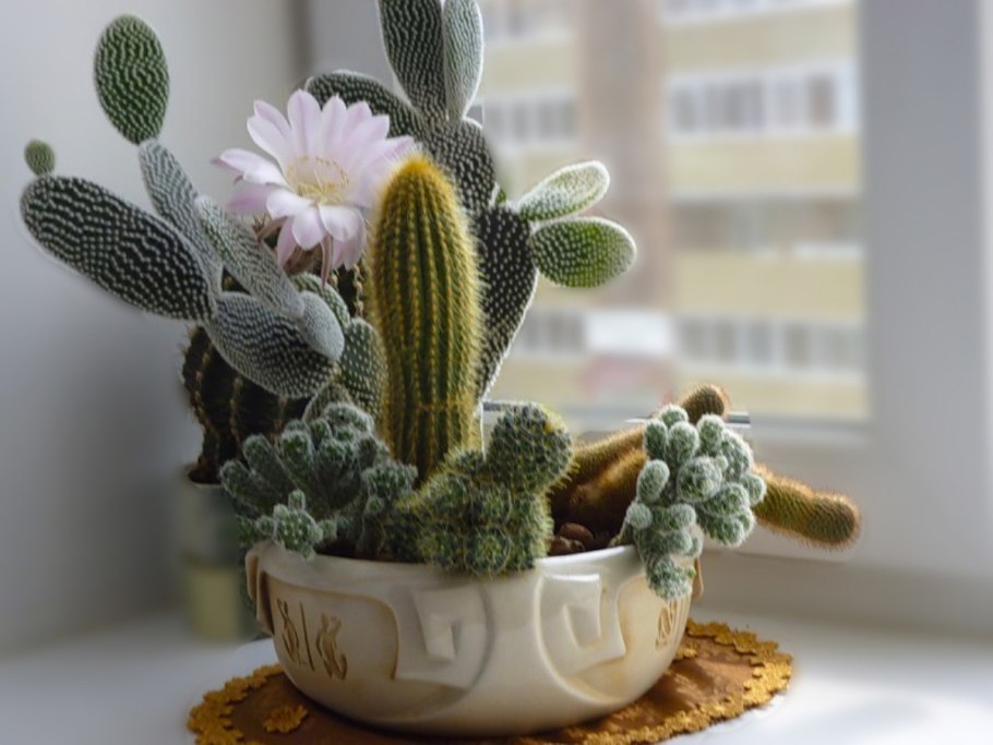 Кактус в горшке на окне