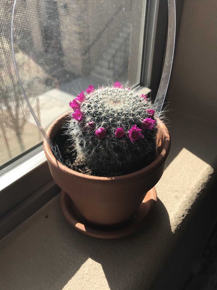 Комнатные растения Эстетика