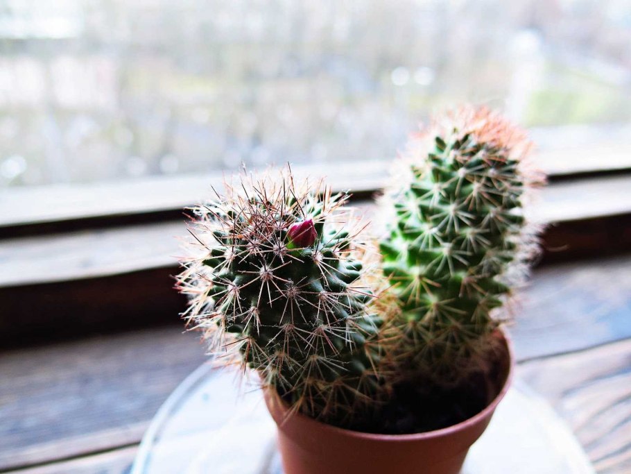 Кактусы на подоконнике