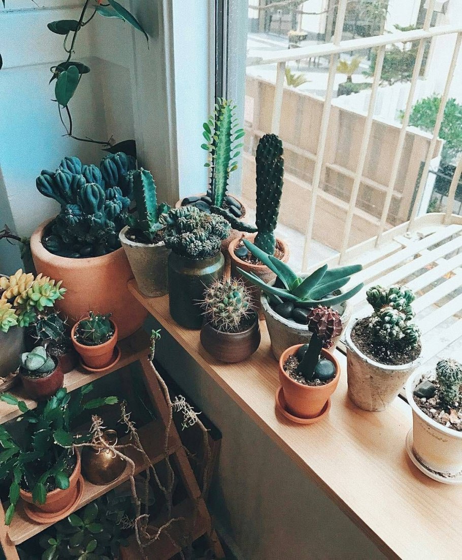 Кактус Строблем