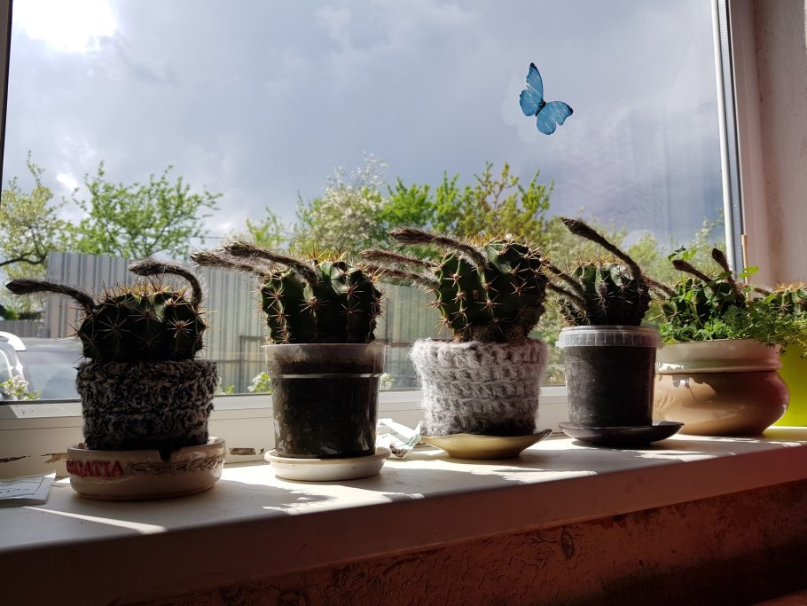 Кактус Строблем