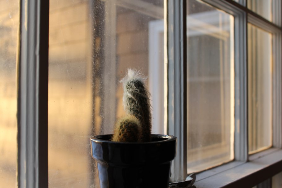 Суккуленты на подоконнике