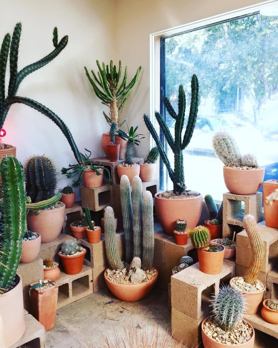 Голубые домашние кактусы