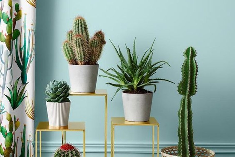 Цветы в горшках