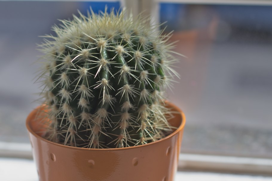 Вебероцереус Кактус