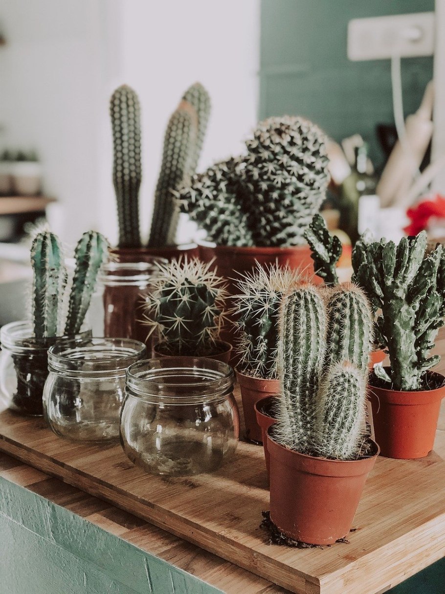 Кактус в горшке цветной