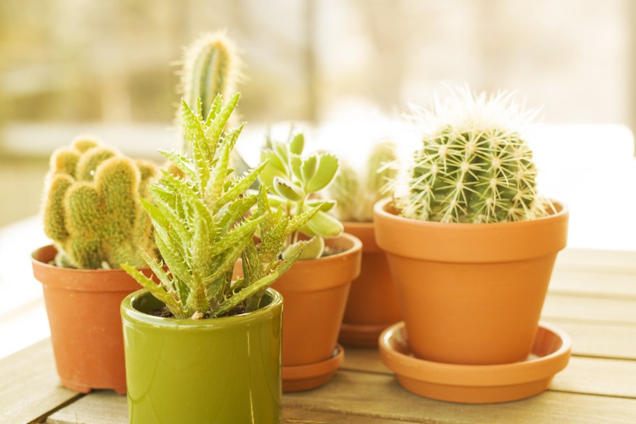 Cactus Pot горшки кактусы Суккуленты