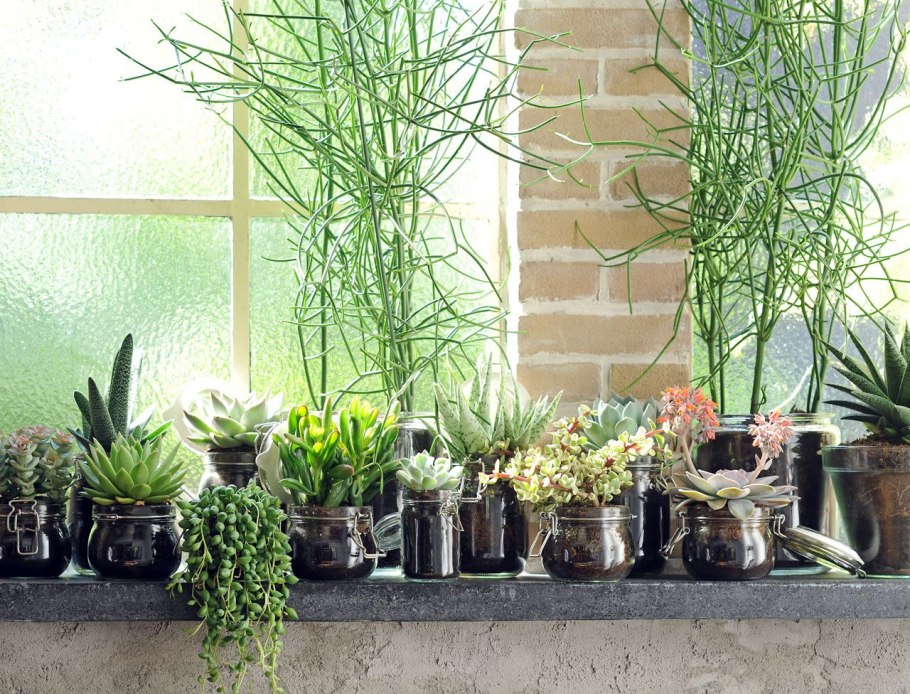 Кактус в попе