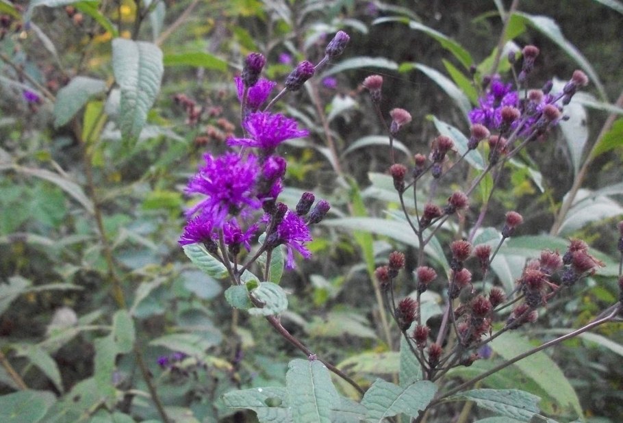 Трава Верония Бухарская