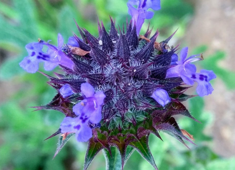 Гриффица растение