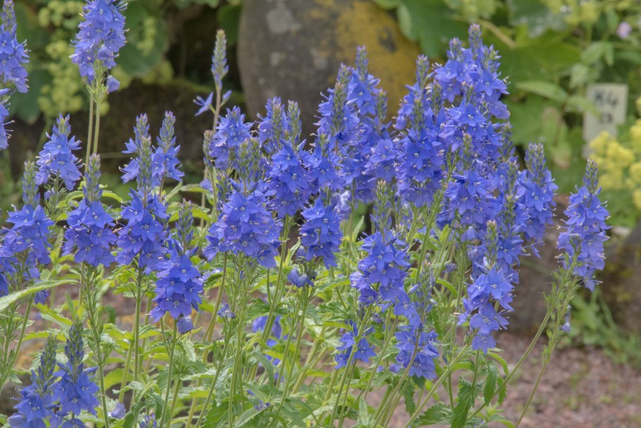 Цветок Вероника Бухарская