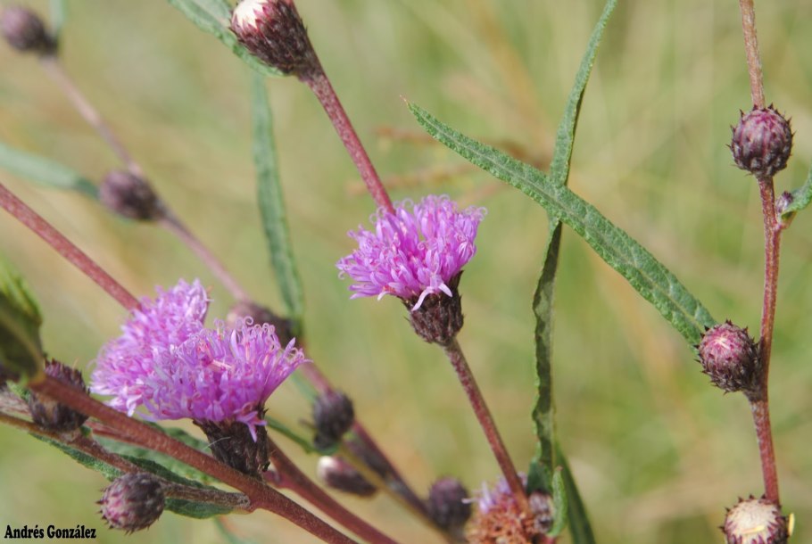 Верония волосистая