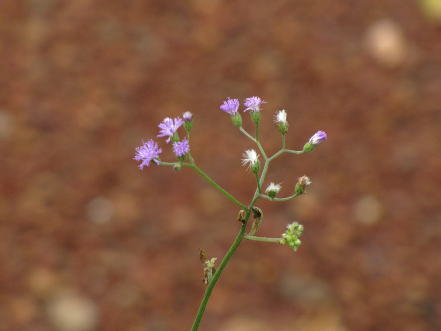 Агератум Альба