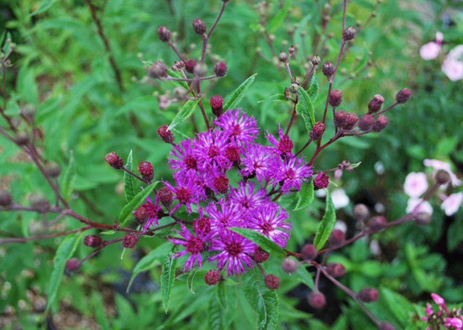 Vernonia crinita