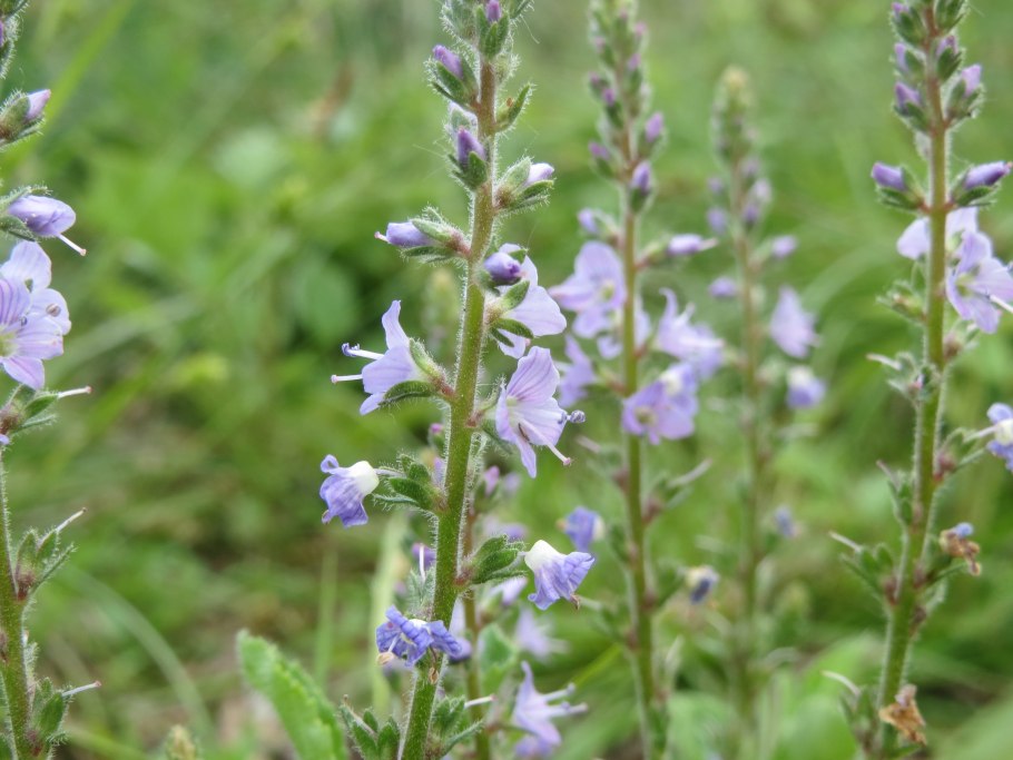 Нигелла дамасская