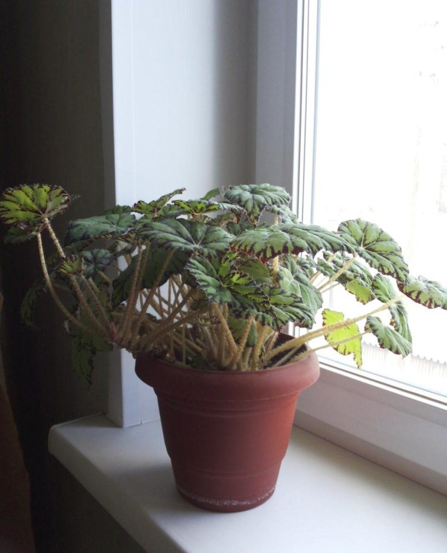 Бегония тигровая зацвела