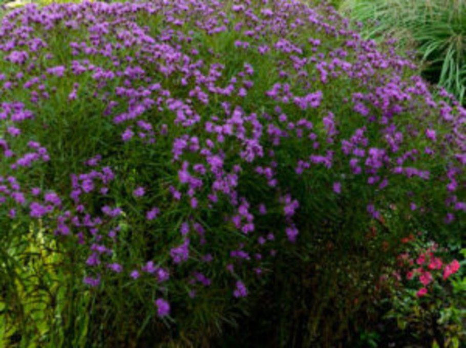 Цветок Верония Бухарская