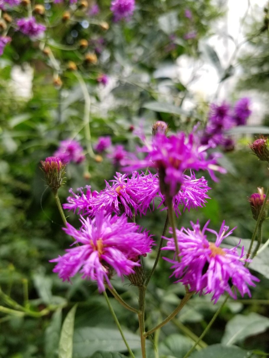 Вернония Нью-Йоркская Vernonia noveboracensis