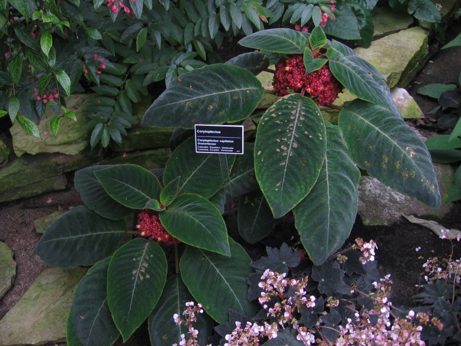 Верония Бухарская