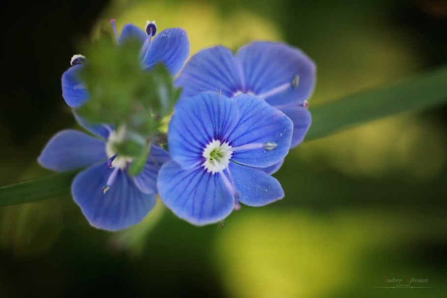 Вероника колосистая - Veronica spicata