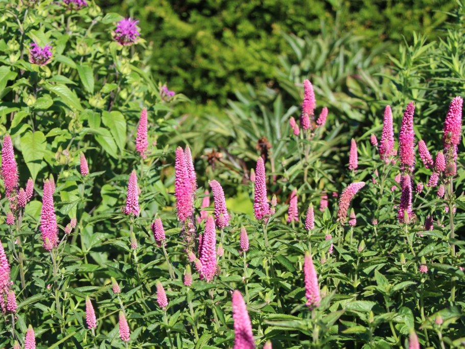 Вероника Дубравная ползучая