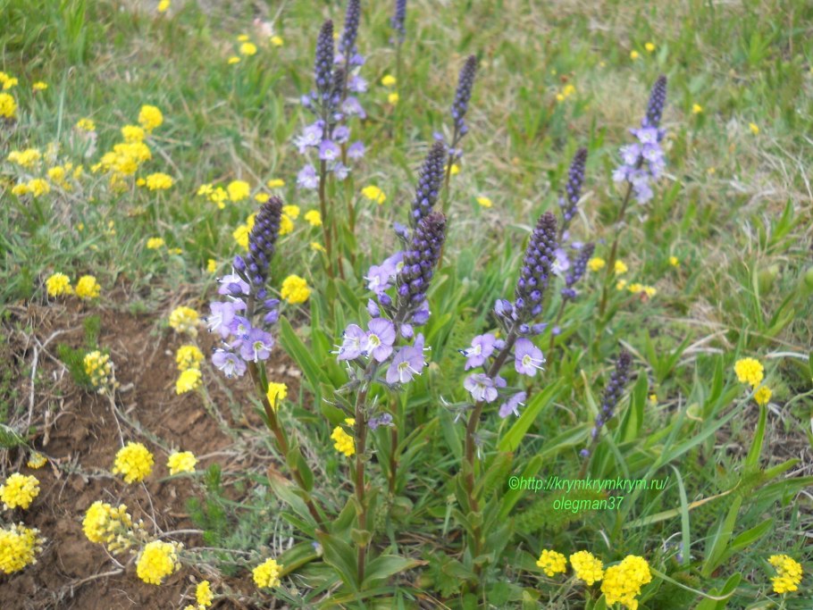 Вероника простертая