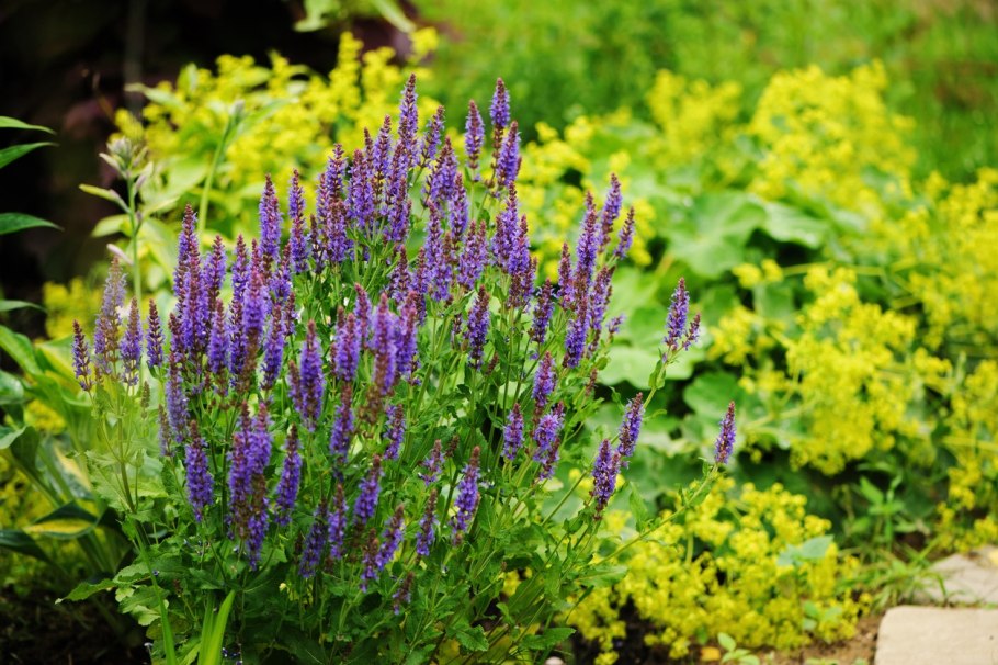 Вероника колосковая (Veronica spicata )