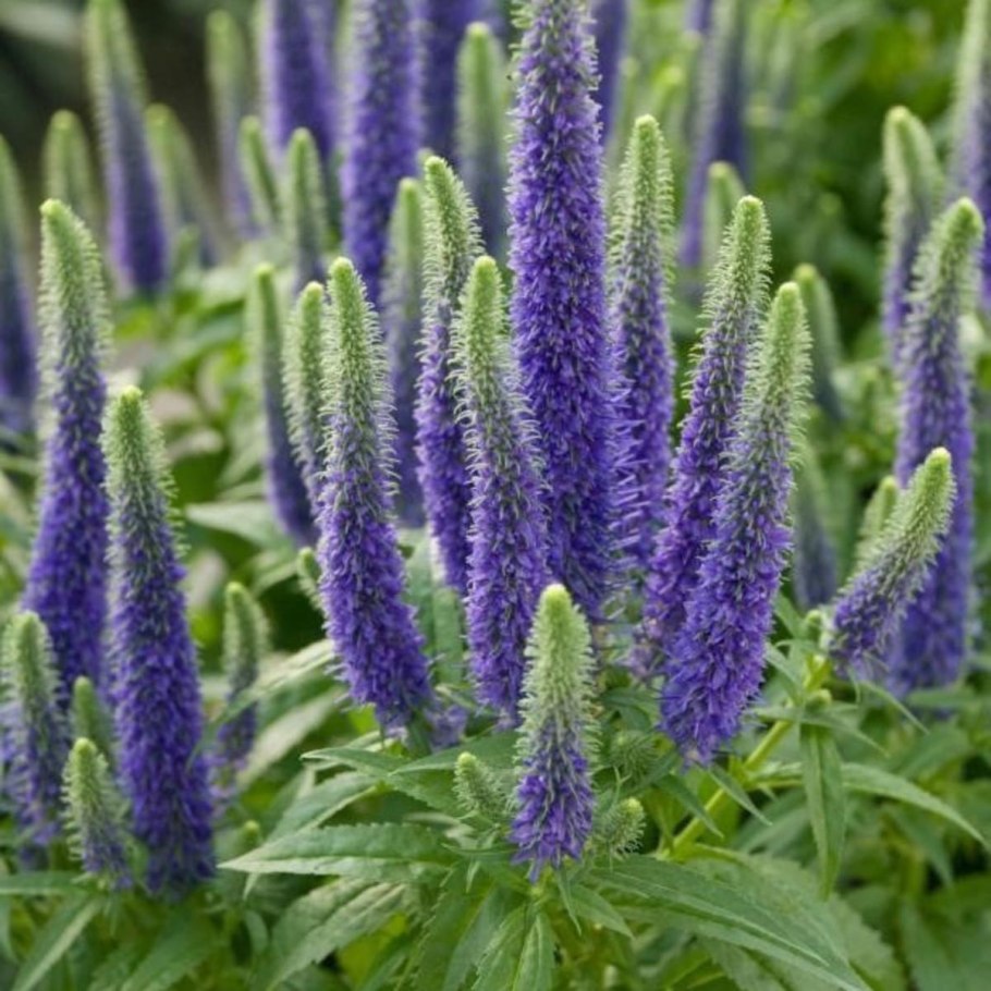 Горечавка верна. Gentiana Verna..