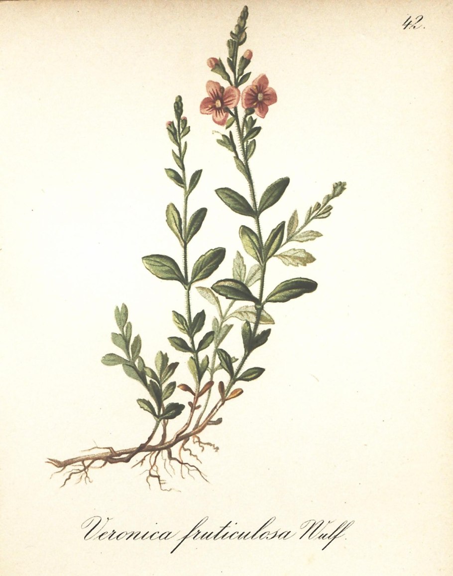 Vernonia noveboracensis