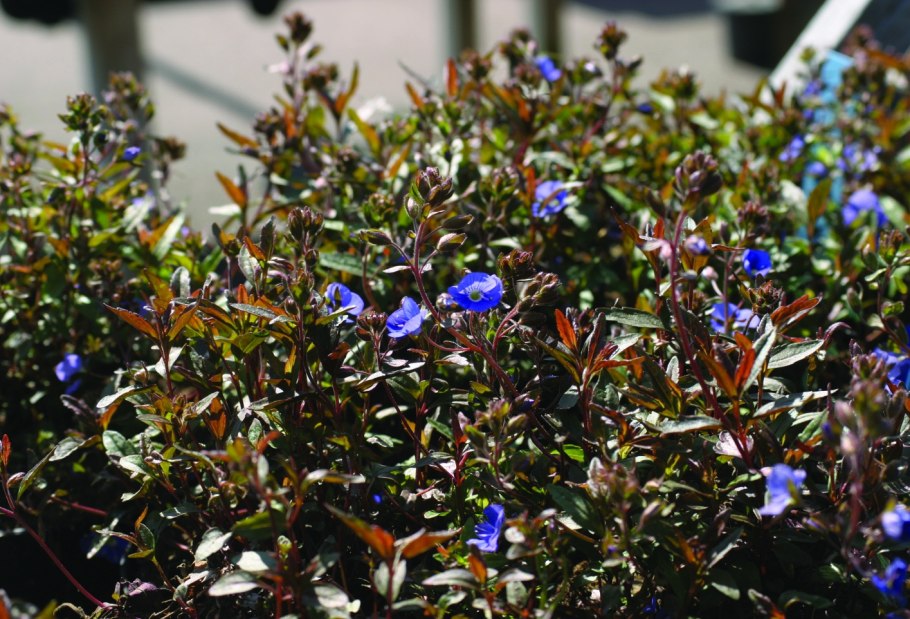 Верония Бухарская