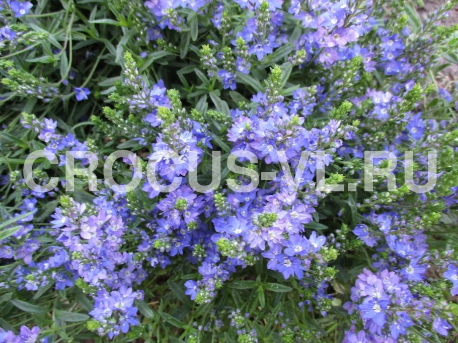 Вероника простертая соцветие