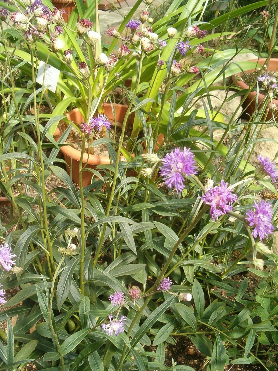 Верония Бухарская