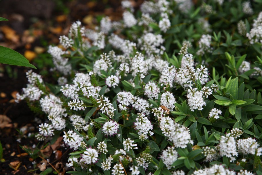 Таволга Луговая