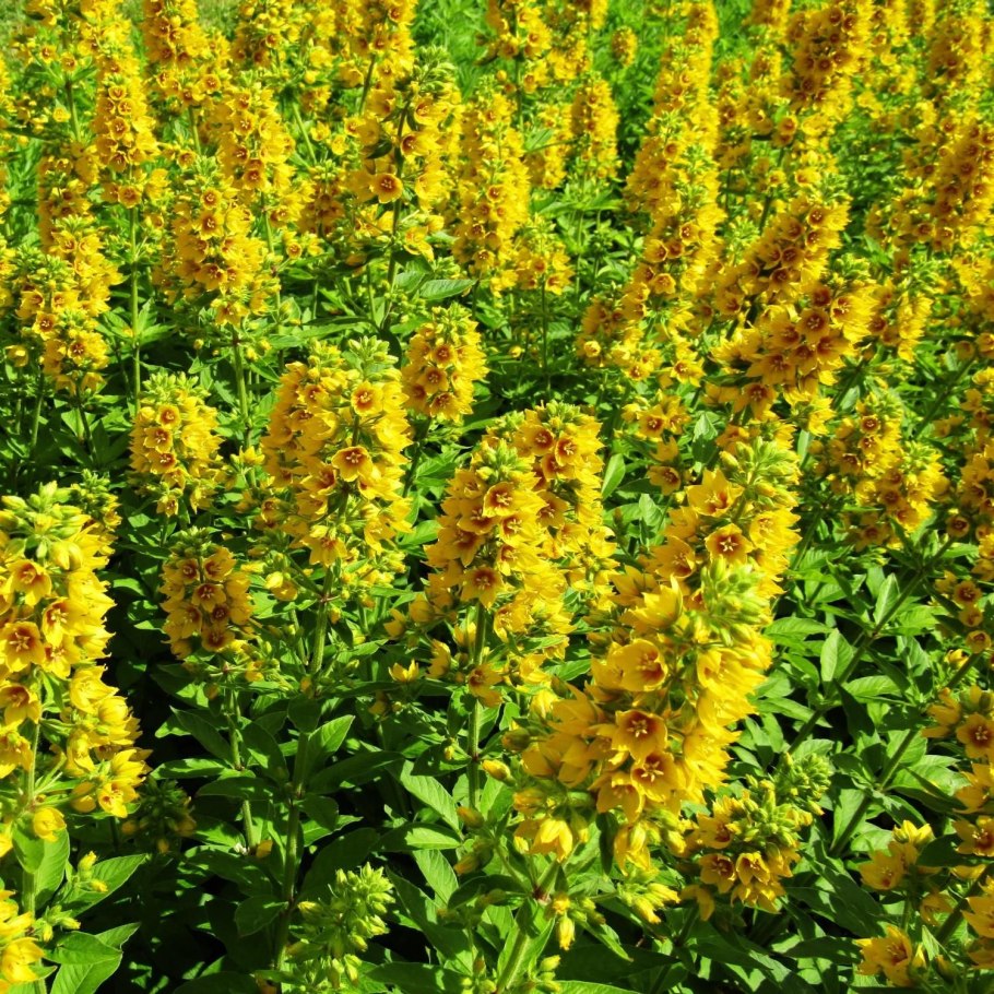 Вербейник точечный (Лизимахия)