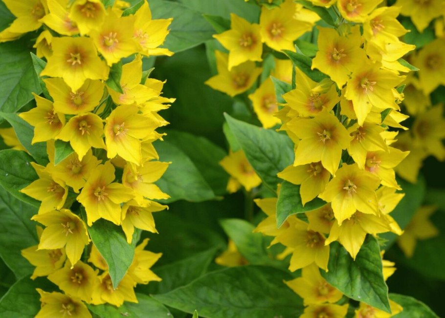 Вербейник Лизимахия