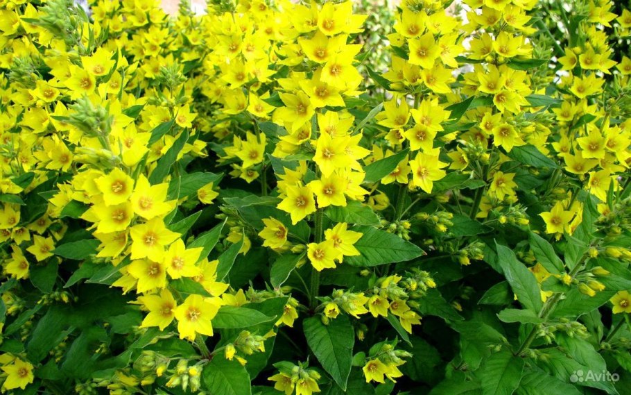 Вербейник мутовчатый