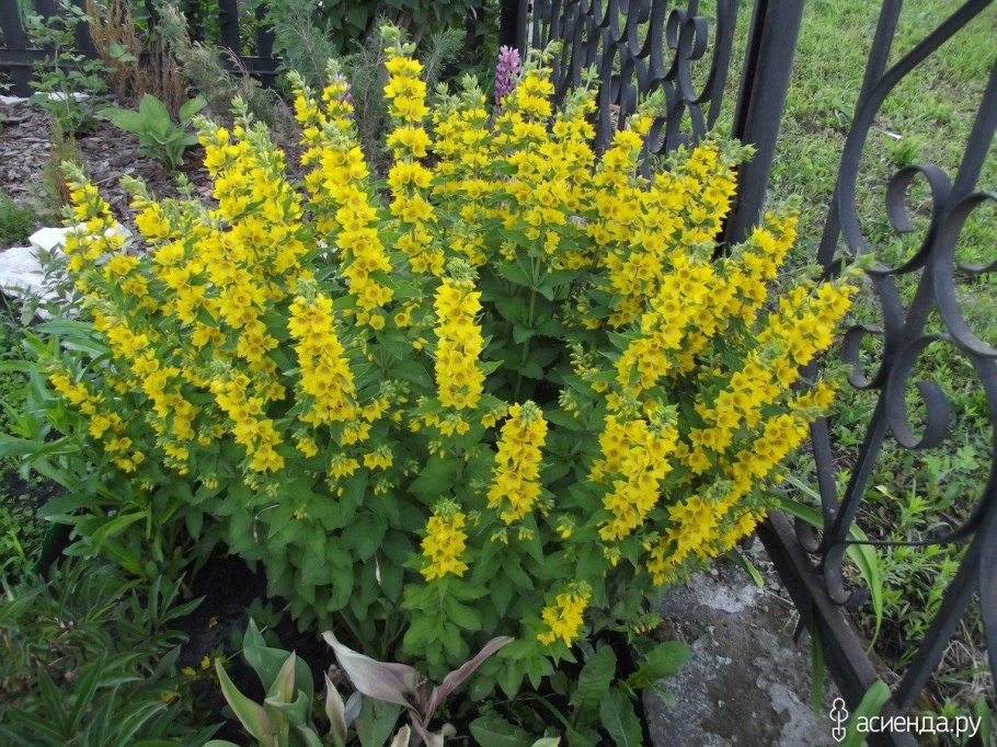 Вербейник энотера