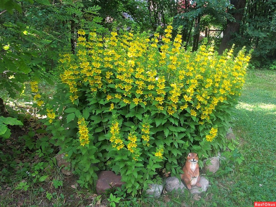 Вербейник точечный обыкновенный
