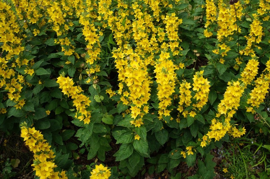 Вербейник точечный (Lysimachia punctata)