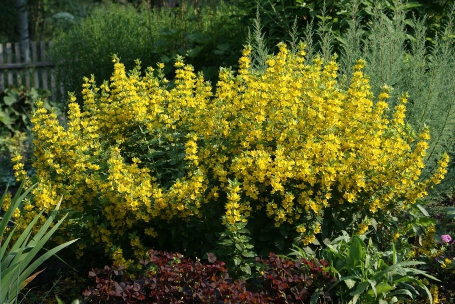 Вербейник болотный