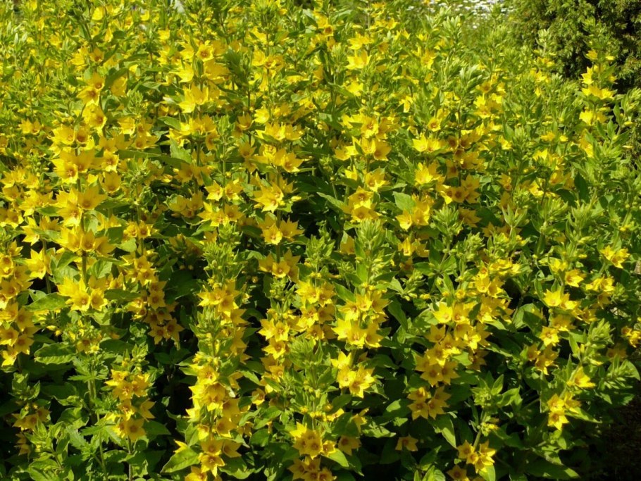 Вербейник точечный (Лизимахия)