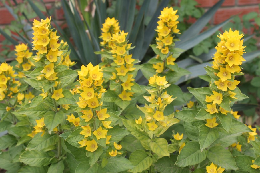 Цветок Лизимахия вербейник