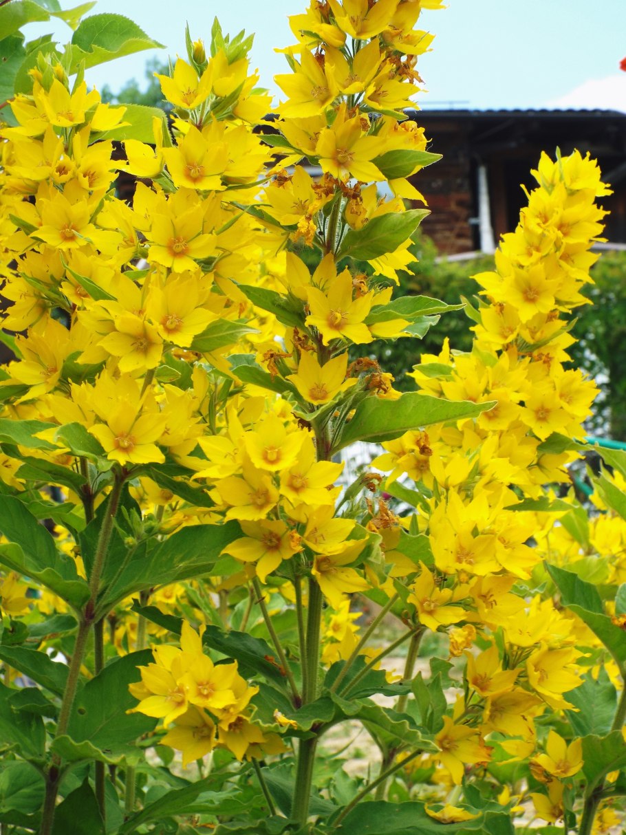 Вербейник Златовласка