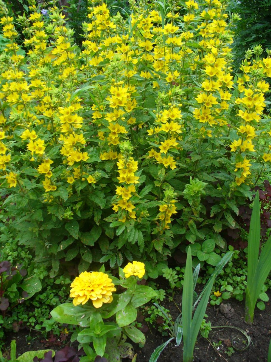 Вербейник Лизимахия