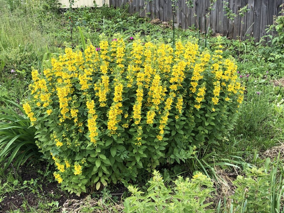 Вербейник Буэнос Айрес
