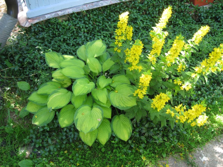 Хоста и монетчатый вербейник к